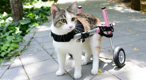  This product is particularly beneficial for older cats or those experiencing mobility challenges